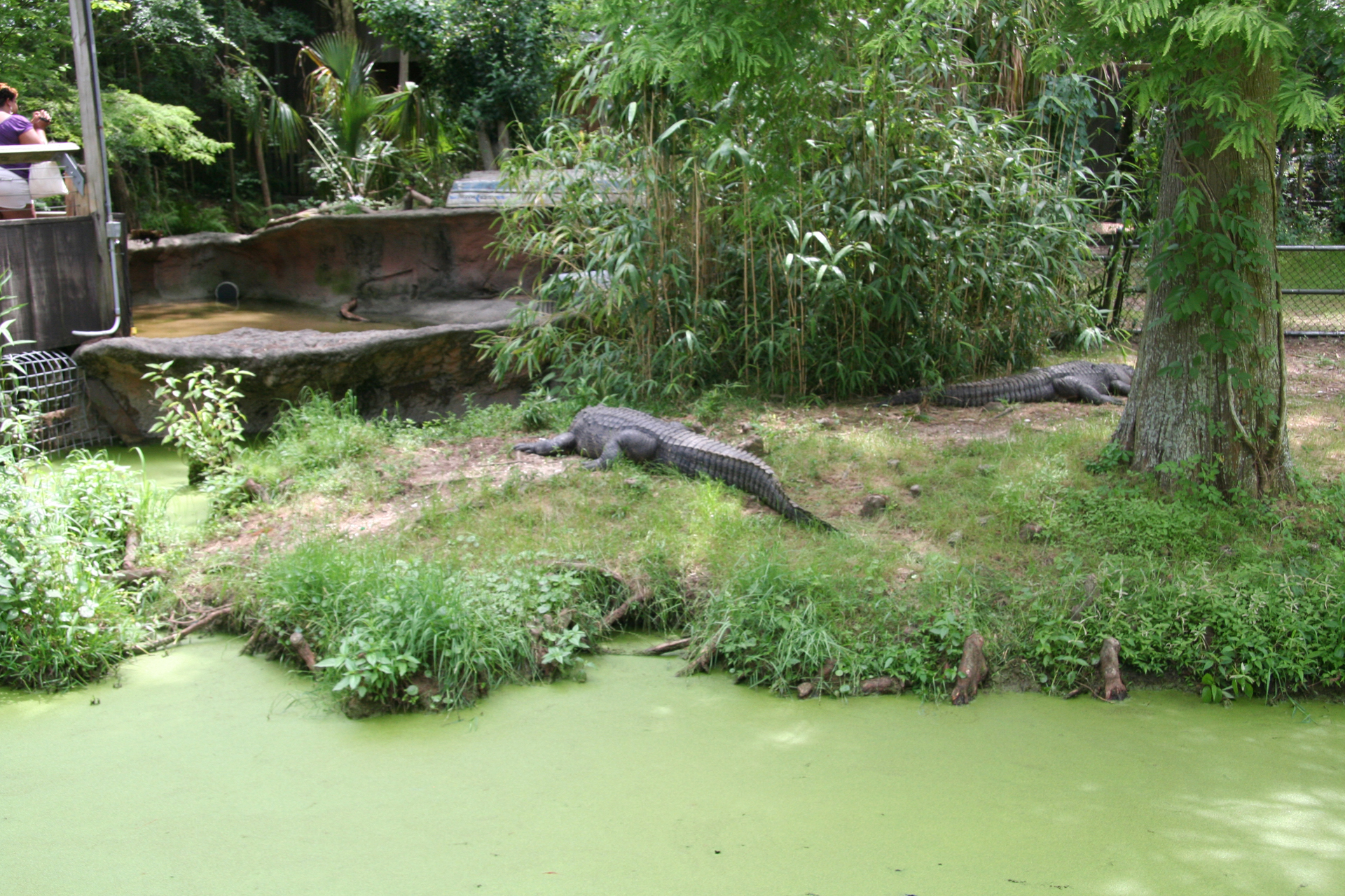 Mississippi-Alligatoren/American Alligators